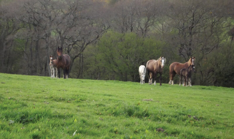 Well-Suited Welsh Cobs